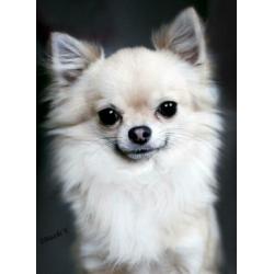 fci mini chihuahua dekreu 2,2 kg PL rontgen goedgekeurd lees