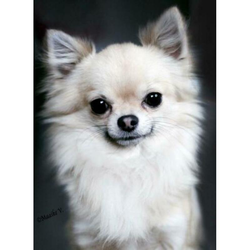 fci mini chihuahua dekreu 2,2 kg PL rontgen goedgekeurd lees