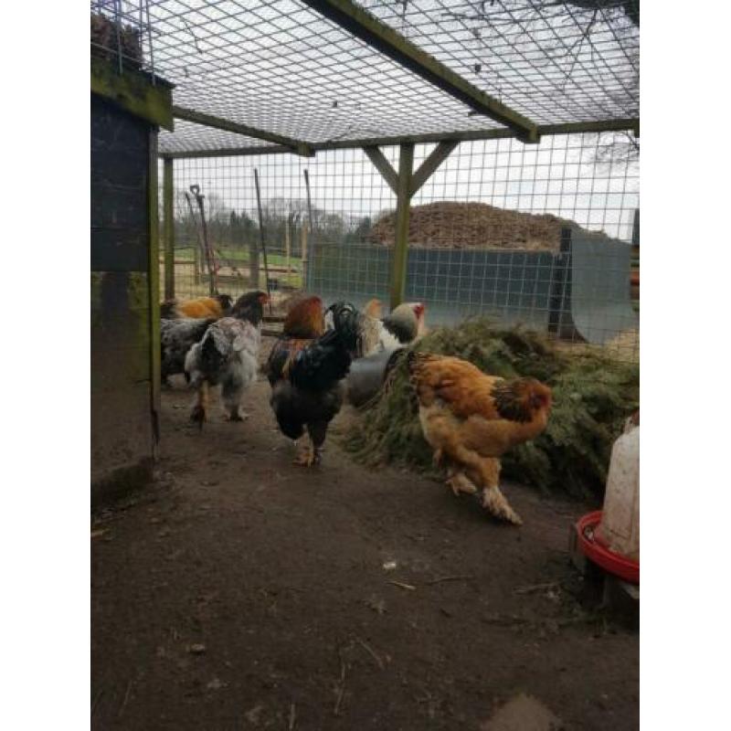 Bramahs hanen