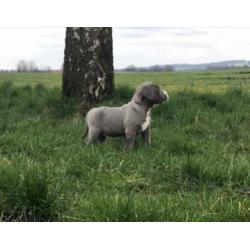 American Bully Puppy’s Pup ABKC