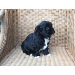 Tibetaanse Boomer pups.....Zo Leuk!!!!!