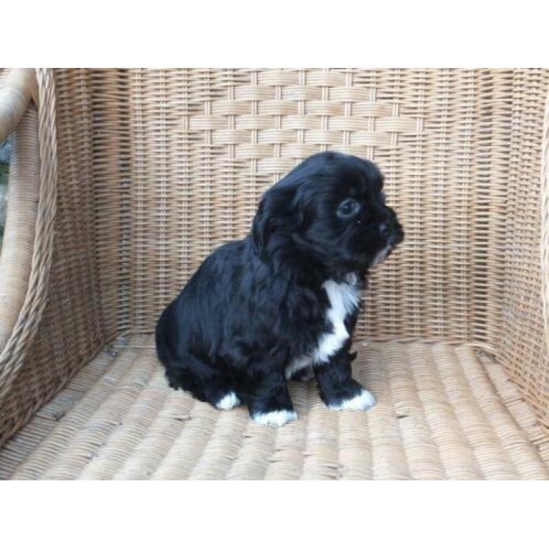 Tibetaanse Boomer pups.....Zo Leuk!!!!!