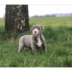 American Bully Puppy’s Pup ABKC