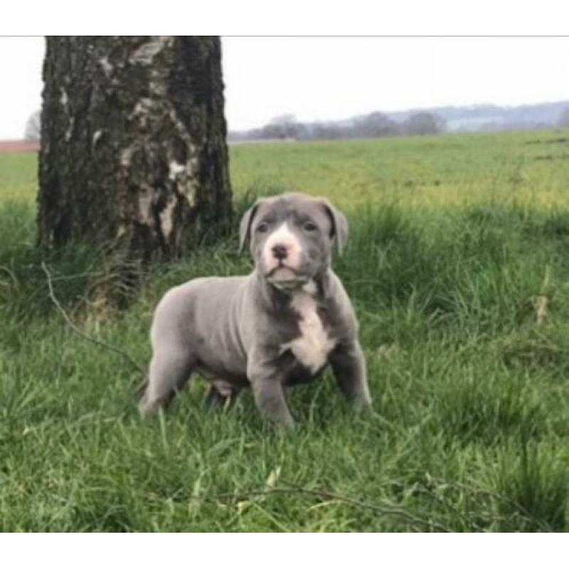 American Bully Puppy’s Pup ABKC