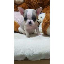 Franse bulldog puppy