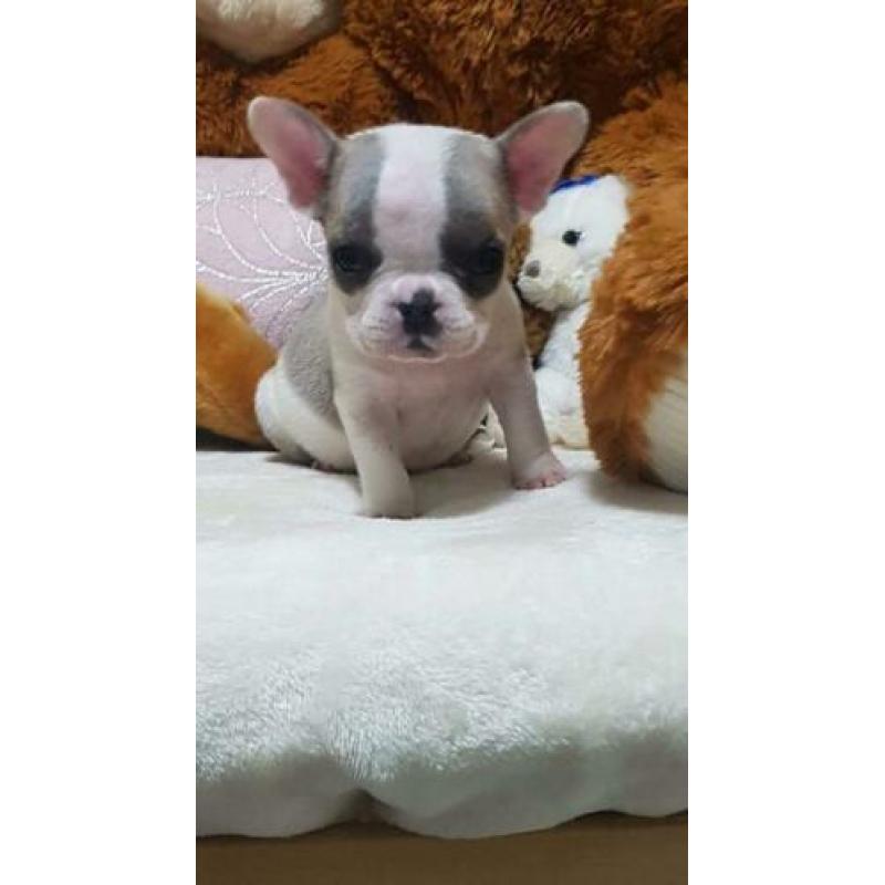 Franse bulldog puppy