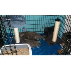 Britse korthaar/langhaar en Scottisch fold kittens