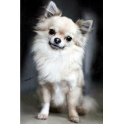 fci mini chihuahua dekreu 2,2 kg PL rontgen goedgekeurd lees