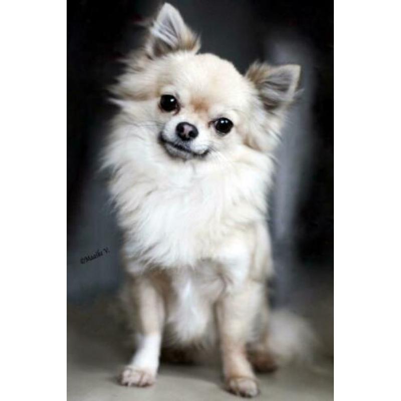 fci mini chihuahua dekreu 2,2 kg PL rontgen goedgekeurd lees