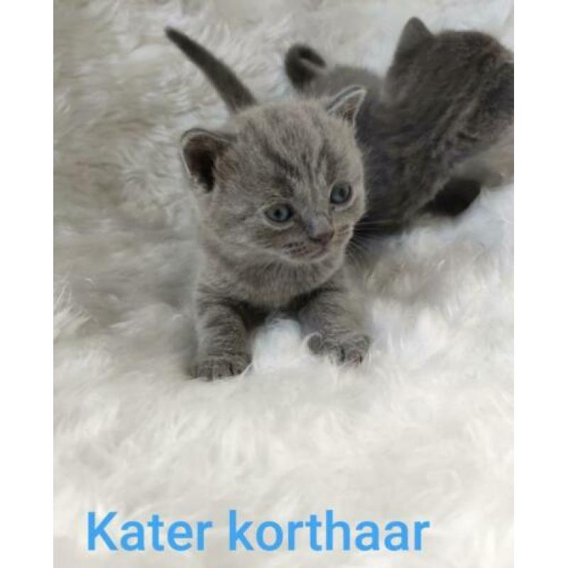 Britse korthaar/langhaar en Scottisch fold kittens