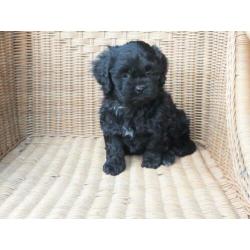 Tibetaanse Boomer pups.....Zo Leuk!!!!!