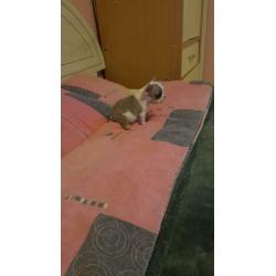 Franse bulldog puppy