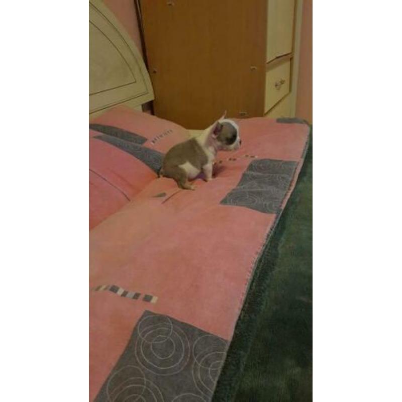 Franse bulldog puppy