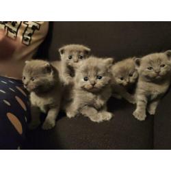 Britse korthaar/langhaar en Scottisch fold kittens