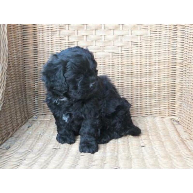Tibetaanse Boomer pups.....Zo Leuk!!!!!