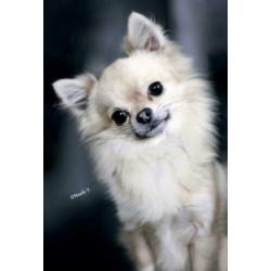 fci mini chihuahua dekreu 2,2 kg PL rontgen goedgekeurd lees