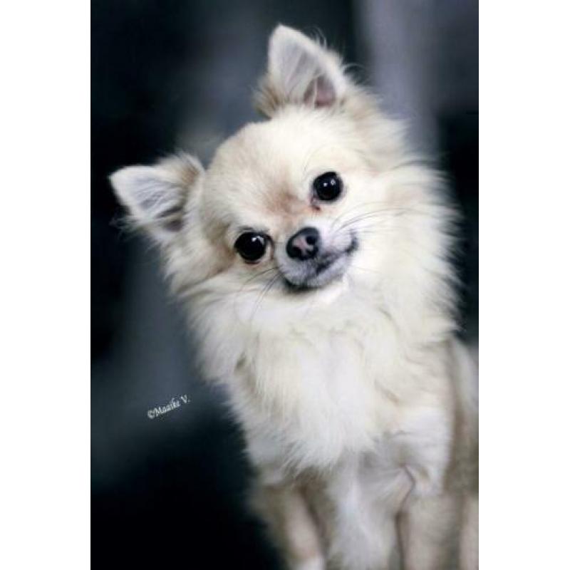 fci mini chihuahua dekreu 2,2 kg PL rontgen goedgekeurd lees