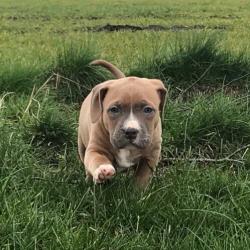 American Bully Puppy’s Pup ABKC