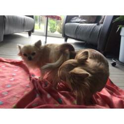 fci mini chihuahua dekreu 2,2 kg PL rontgen goedgekeurd lees