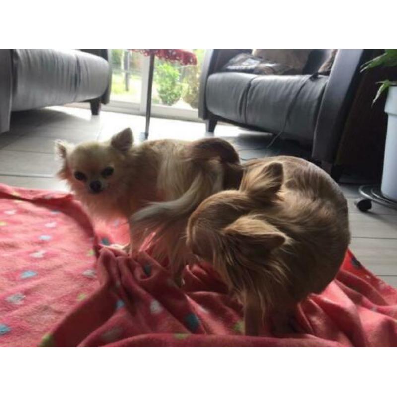 fci mini chihuahua dekreu 2,2 kg PL rontgen goedgekeurd lees