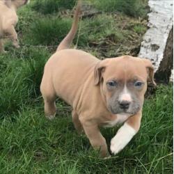 American Bully Puppy’s Pup ABKC