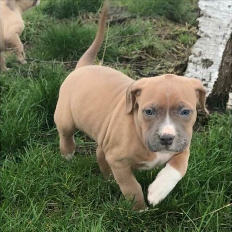 American Bully Puppy’s Pup ABKC