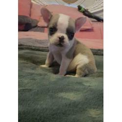 Franse bulldog puppy
