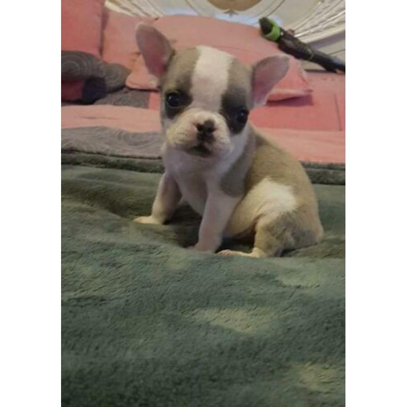 Franse bulldog puppy
