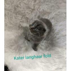 Britse korthaar/langhaar en Scottisch fold kittens