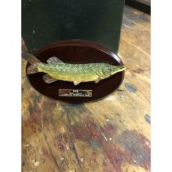Fishermans tale