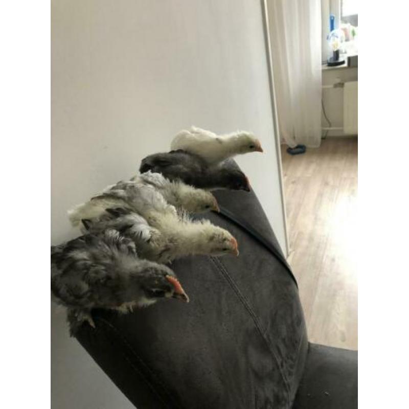 Marans kleurslag vuilwit/splash, blauw, zwart koperhals