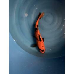 Diverse koi