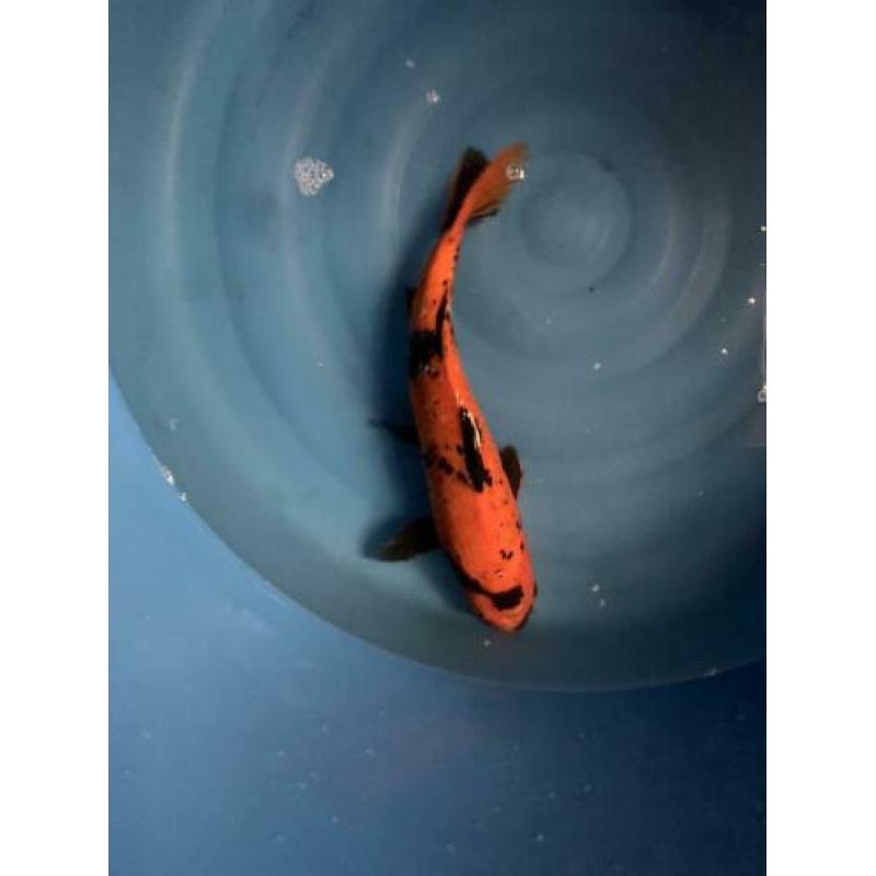 Diverse koi