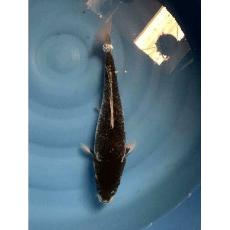 Diverse koi