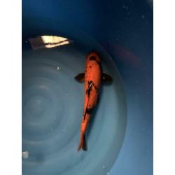 Diverse koi
