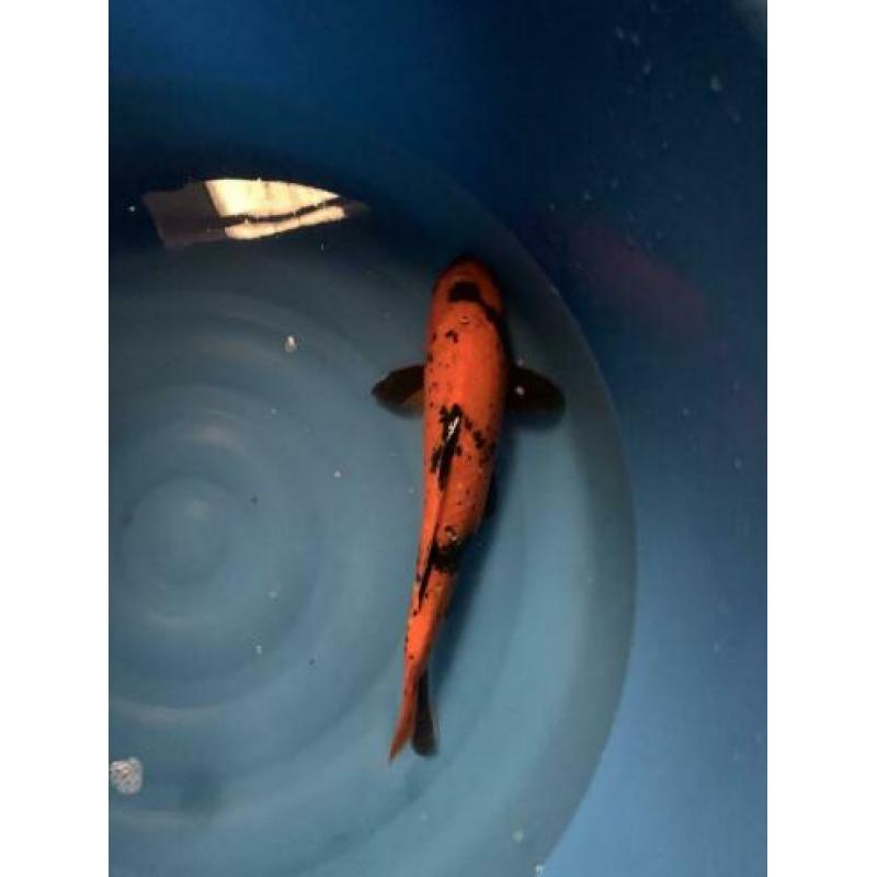 Diverse koi