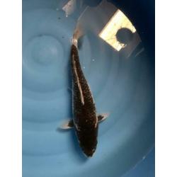 Diverse koi