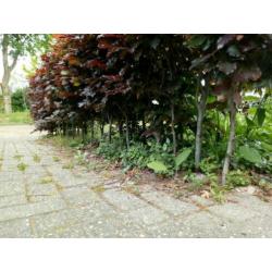 Beukenheg, ongeveer 15 m 50 cm hoog