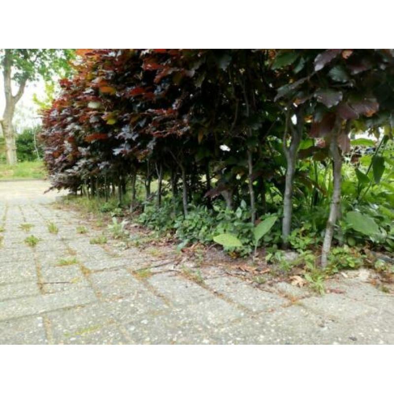 Beukenheg, ongeveer 15 m 50 cm hoog