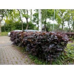 Beukenheg, ongeveer 15 m 50 cm hoog