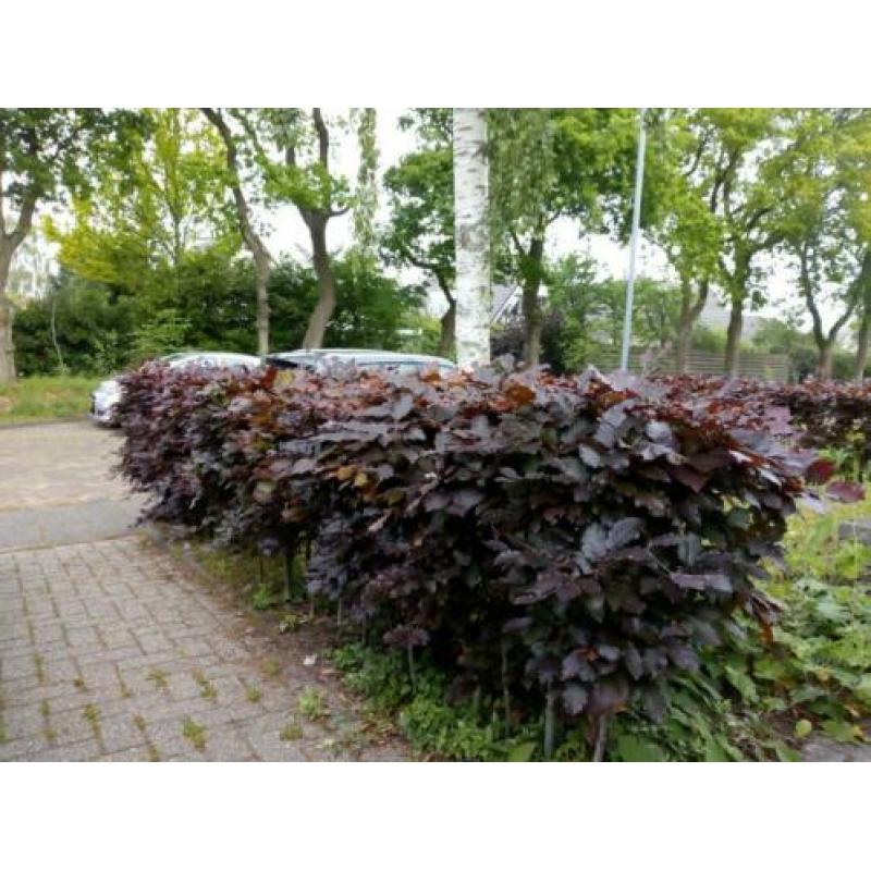 Beukenheg, ongeveer 15 m 50 cm hoog