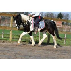 Gezocht: Brave Paarden/Pony's In Lage Prijsklasse