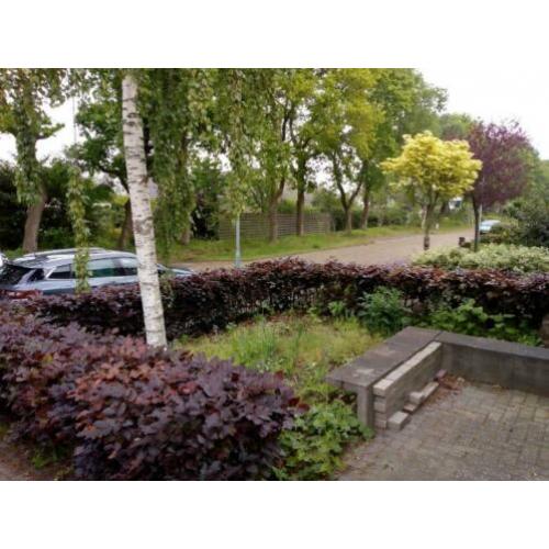 Beukenheg, ongeveer 15 m 50 cm hoog