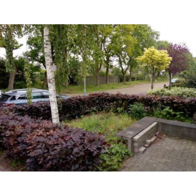 Beukenheg, ongeveer 15 m 50 cm hoog