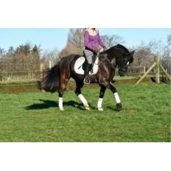 Gezocht: Brave Paarden/Pony's In Lage Prijsklasse