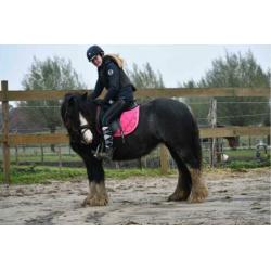 Gezocht: Brave Paarden/Pony's In Lage Prijsklasse