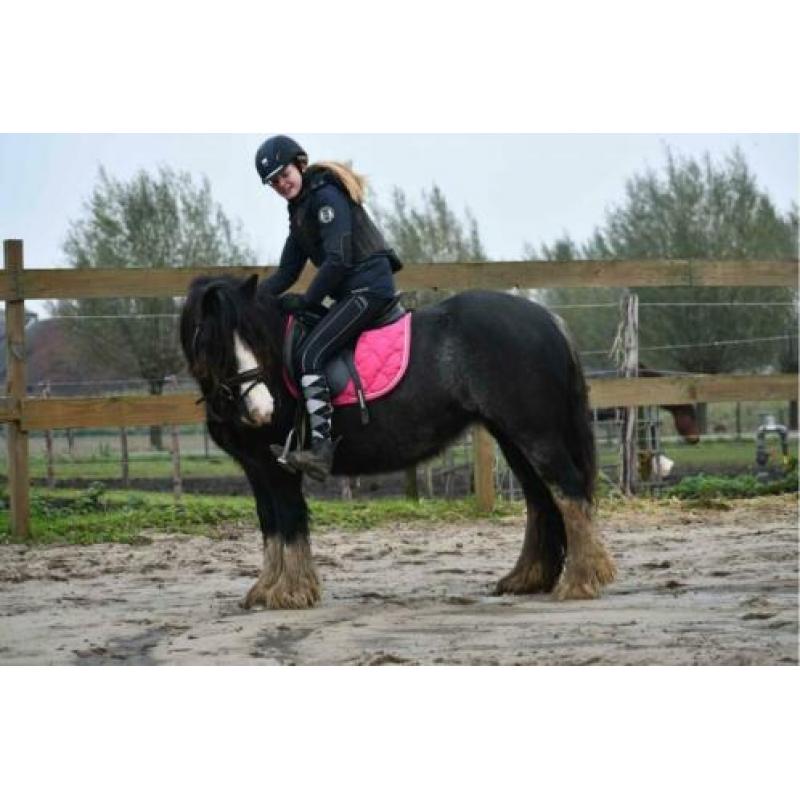 Gezocht: Brave Paarden/Pony's In Lage Prijsklasse