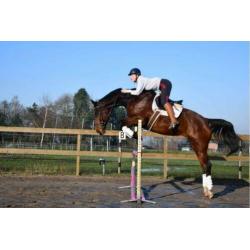 Gezocht: Brave Paarden/Pony's In Lage Prijsklasse