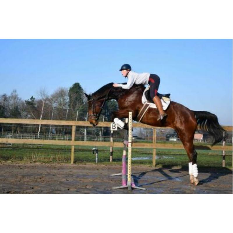 Gezocht: Brave Paarden/Pony's In Lage Prijsklasse