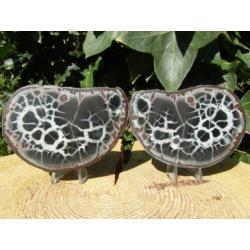 Septaria paartje, doorsnede knol
